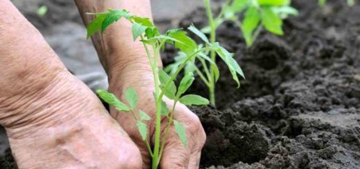 plant tomate transplantation.jpg